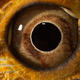 Illustration for article titled Shooting Challenge: Macro Gallery